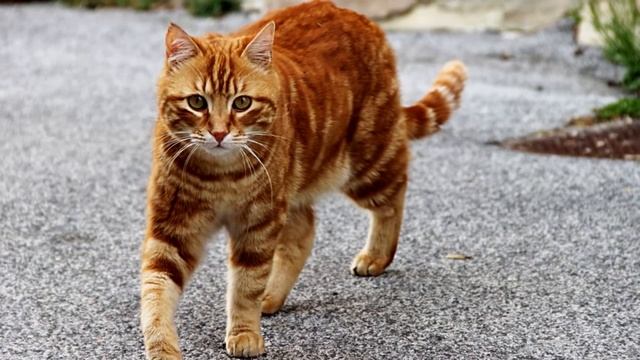 Почему кошки находят дорогу домой? смотреть онлайн