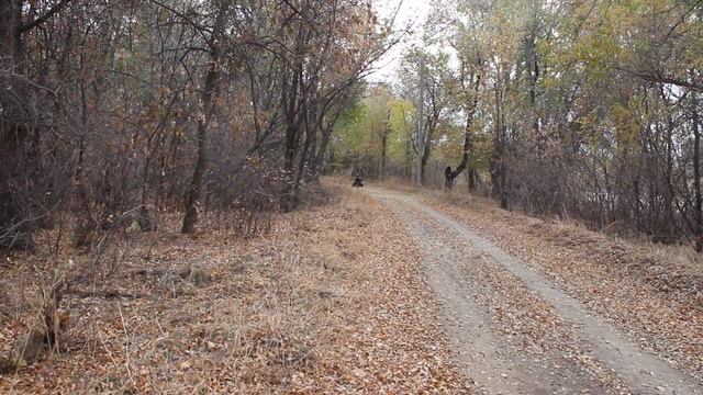 Покатушки с Сыном на КВАДРОЦИКЛЕ ? Mowgli Mini Hardy 4T? смотреть онлайн