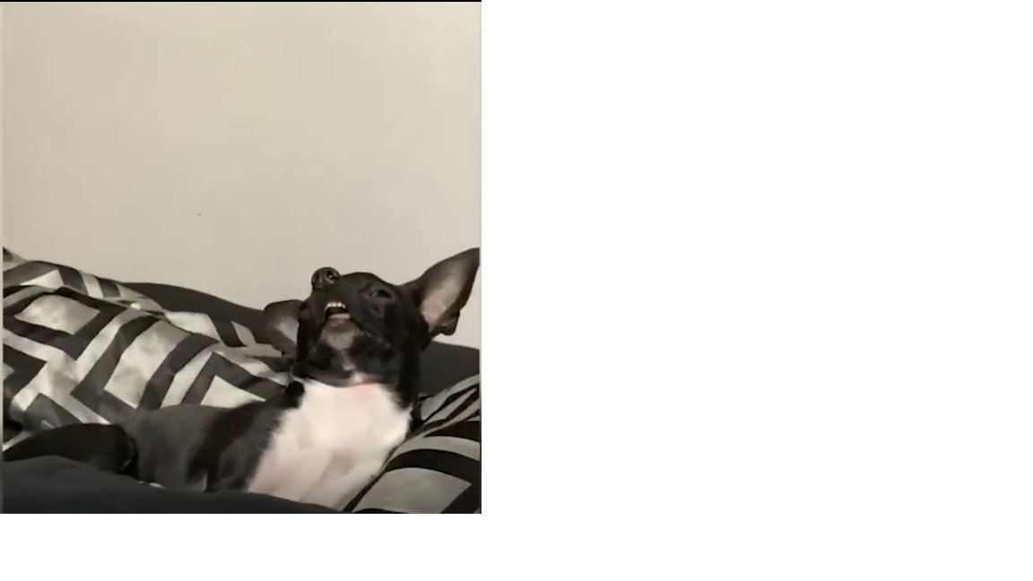 Самые Смешные Животные 2023 ? - Смешные Собаки ? И Кошки ? Видео смотреть онлайн