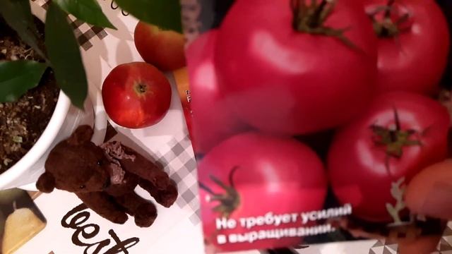 Обзор семян томатов. Посеяла суперранние помидоры. Выращу на окне Северянина смотреть онлайн