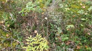 Сбор брусники в сентябре