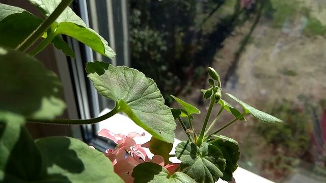 Комнатные растения на южном окне в сентябре смотреть онлайн