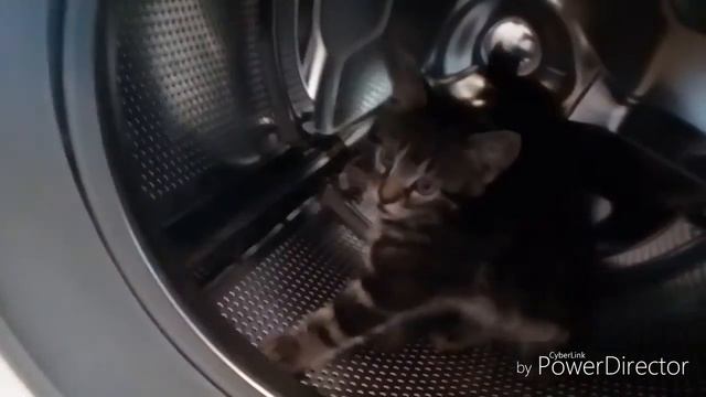 Котята в стиральной машине смотреть онлайн