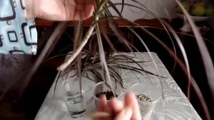 Как размножать драцену верхушечными черенками в домашних условиях.Часть 1-я