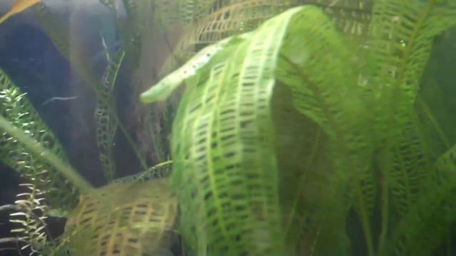 How to grow Madagascar Lace: Aponogeton madagascariensis Species Sunday смотреть онлайн