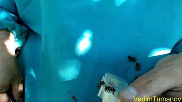 Подсаживаю покупных плодных маток Бакфаст в семьи через отводок ( подробно) смотреть онлайн