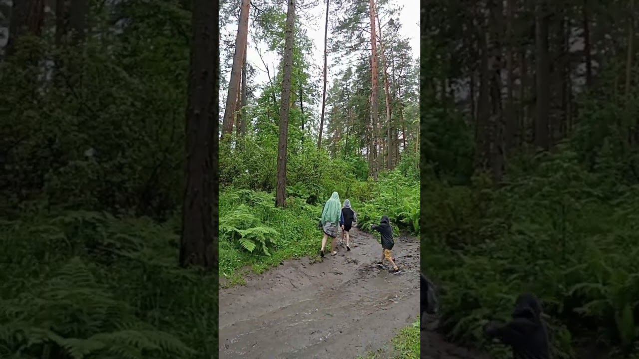 древний лес с папоротниками смотреть онлайн