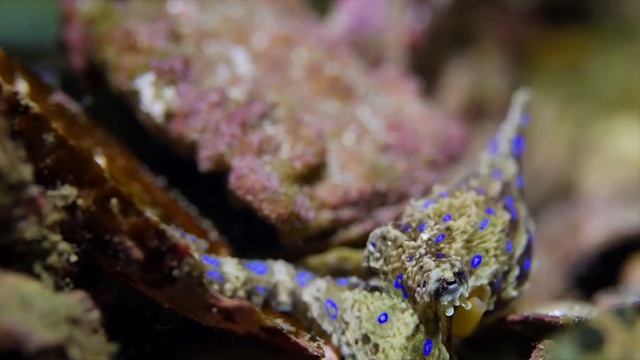 Синекольчатый осьминог. Самый ядовитый осьминог в мире смотреть онлайн