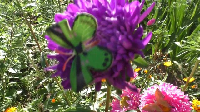 Коллекция игрушек из коробки Ищем бабочек на цветочках Часть2 смотреть онлайн