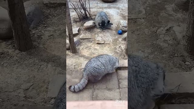 Какой взгляд!! Милые пушистые. Кошачья порода смотреть онлайн