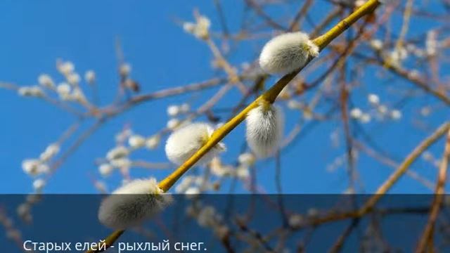 Вербы смотреть онлайн