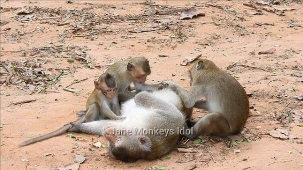 Adult Monkeys Mating so Good Between Two Stone ! Funny Monkeys