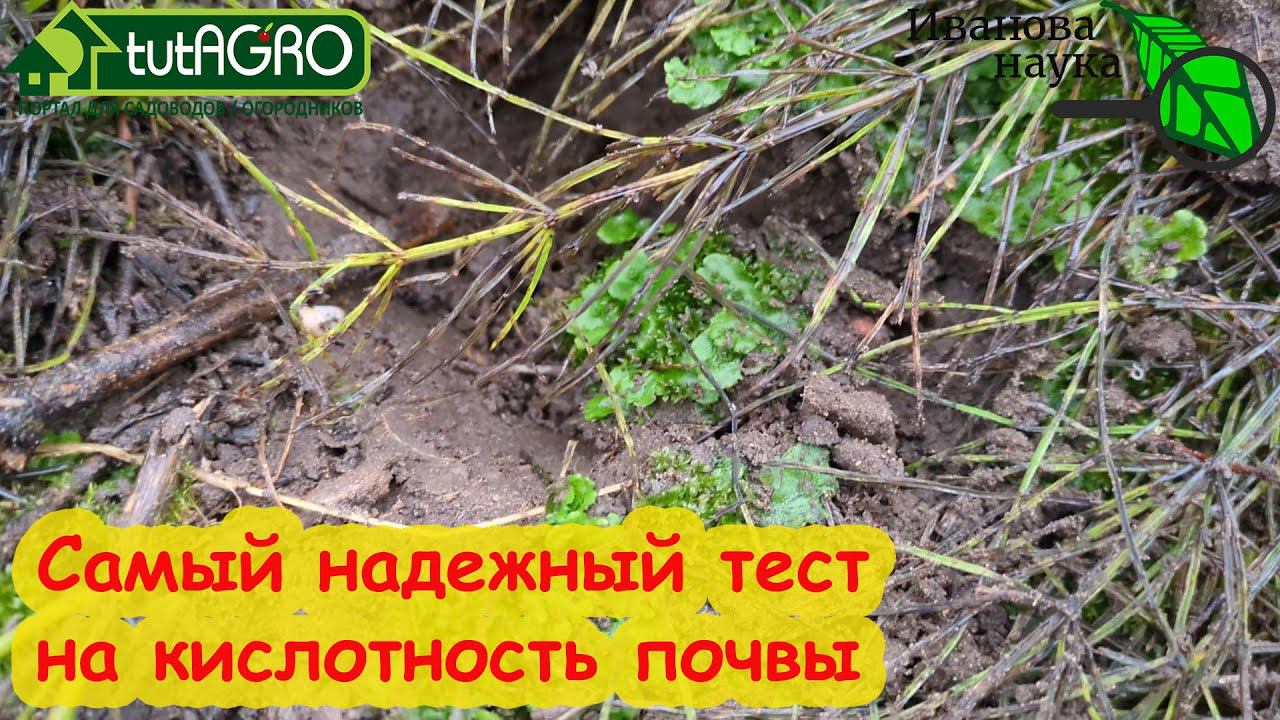 КАК ОПРЕДЕЛИТЬ КИСЛОТНОСТЬ ПОЧВЫ НА СВОЕМ УЧАСТКЕ. Три домашних способа. Самый надежный тест почвы. смотреть онлайн