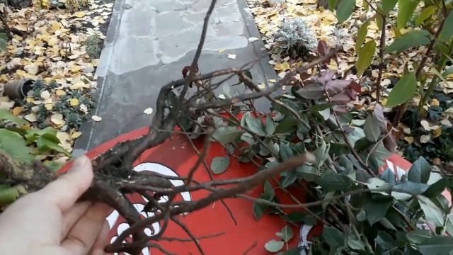 #Сажаем_розы_осенью. смотреть онлайн