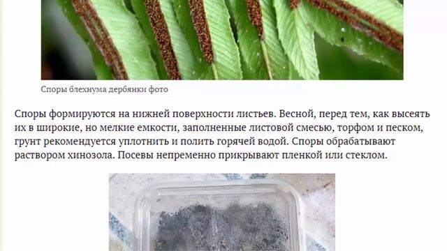 Папоротник блехнум или дербянка Уход в домашних условиях Фото и описание разновидностей смотреть онлайн