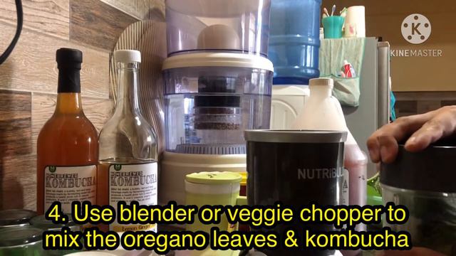 OREGANO(karabo sa bisaya) with KOMBUCHA - for our Chicken #NaturalFarming смотреть онлайн
