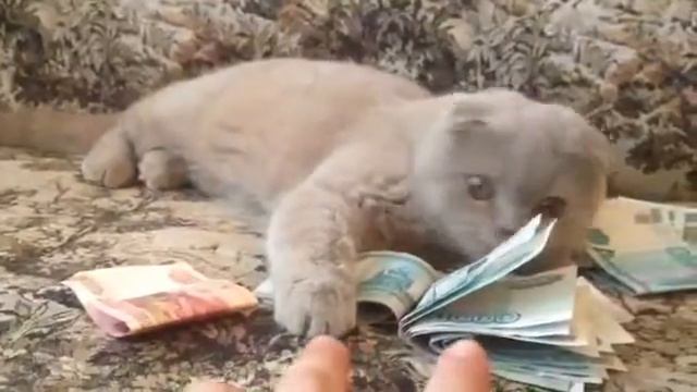 Кот охраняет деньги смотреть онлайн