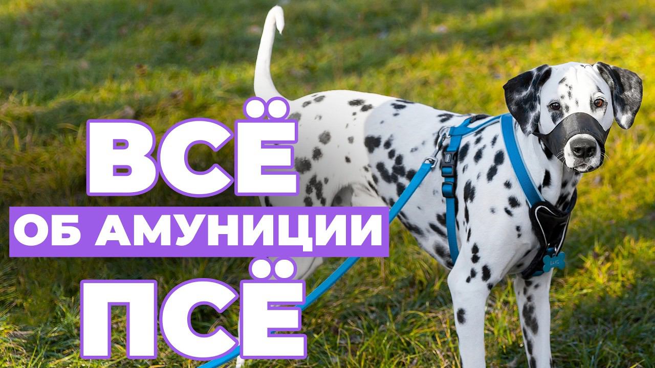 От поводка до намордника: полный гайд по амуниции для собаки. Сборник смотреть онлайн