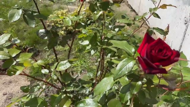 Роза Дон Жуан. Комментарии к ролику об удалении первых бутонов на розе первогодке. смотреть онлайн