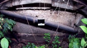 Хелена. Приросты на колоновидных черешнях в открытом грунте и в помещении под искусственным светом