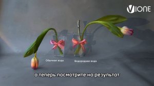 Эксперимент: цветы оживают прямо на глазах!