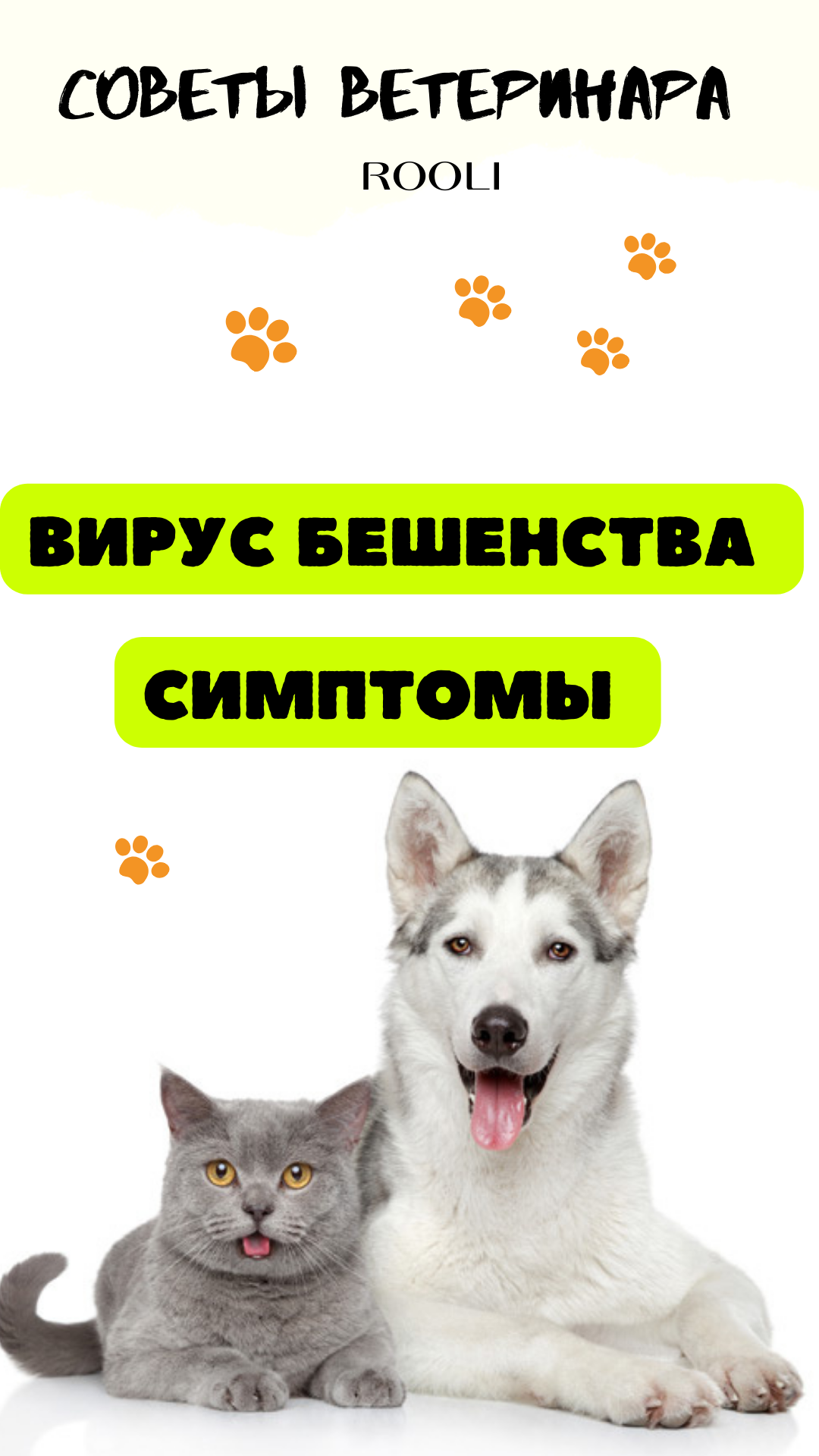 Вирус бешенства у домашних питомцев - кошек, собак, крыс, шиншилл, хомяков. Симптомы. смотреть онлайн