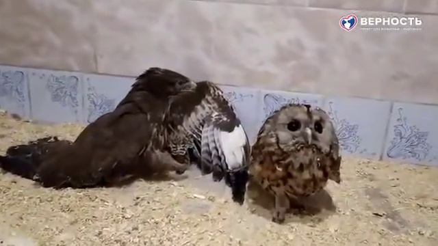 ПТИЦЫ ОБЪЯСНЯЮТ ЛЮДЯМ ЧТО ТАКОЕ ЛЮБОВЬ ! Увы, не знаю автора этого ролика. Но поклон ему до земли ! смотреть онлайн