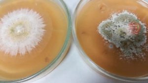 ДВА ПОЛИВА ЭТИМ ПРОСТЫМ ОТВАРОМ ОБЕСПЕЧИТ РОСТ ЗДОРОВОЙ,ТОЛСТЕНЬКОЙ  РАССАДЫ.ЗАЛОГ ОГРОМНОГО УРОЖАЯ