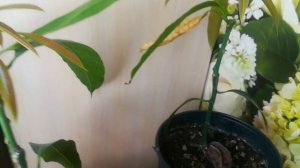 Прививки манго. 4 месяца