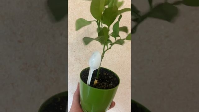 Майская прививка мандарина декопан.