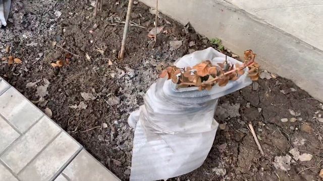 Как перезимовали мои розы г. Киев( не обошлось без потерь) смотреть онлайн