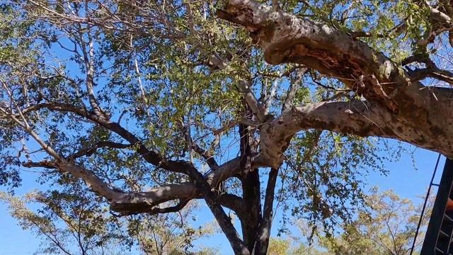 Как нашли самое старое и большое Баобаб дерево в Мире ????