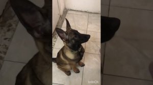 кто хочет завести малинуа#должны знать о породе и воспитание