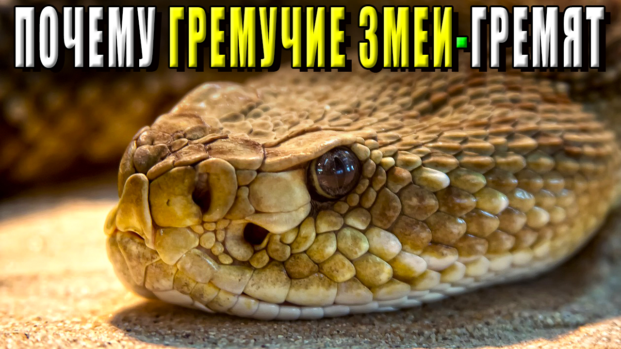 Гремучая змея. Почему гремучие змеи гремят