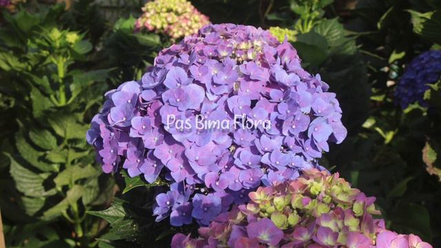 HORTENSIA HYDRANGEA boros air... смотреть онлайн
