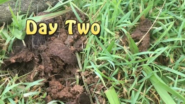 Dog Poop: Dung Beetles Easy Dog Poo Cleanup смотреть онлайн