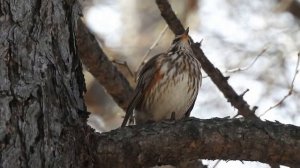 #Голосаптиц Дрозд-белобровик. Redwing's song