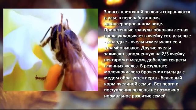Что такое перга и как её добывают пчёлы