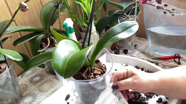 Работа с новыми ОРХИДЕЯМИ / Удаляю торф стакан и поливаю фитоспорином смотреть онлайн