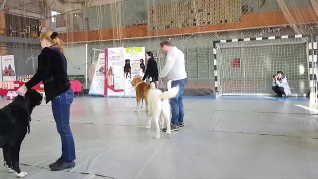 11 марта 2018 МОНО САО ранга ПК г. Пермь
Эксперт Галиаскаров С.К.
ТИМЕРТАШ ИЛЬЯ МУРОМЕЦ сын Дымки и смотреть онлайн