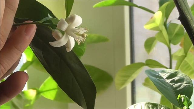 Цитрусы после зимовки.Февраль 2020 смотреть онлайн