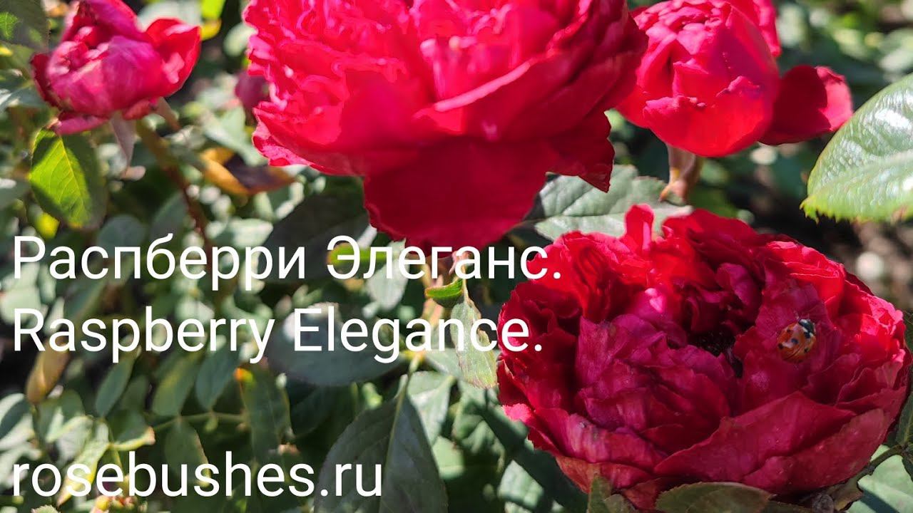 Распберри Элеганс. Raspberry Elegance (пионовидная роза питомника саженцев rosebushes.ru ) смотреть онлайн