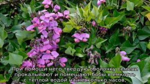 Гиацинтовые бобы