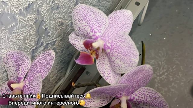 1 часть?Обзор моих ОРХИДЕЕК в марте?Сравнение Легато и Спаркс?Мэджик Арт и Бернадетта?Феррара? смотреть онлайн