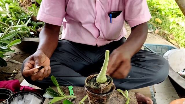 Learn Growing and Grafting Process from The Master of Adenium Mr. Sanjoy Kr. Mondal смотреть онлайн