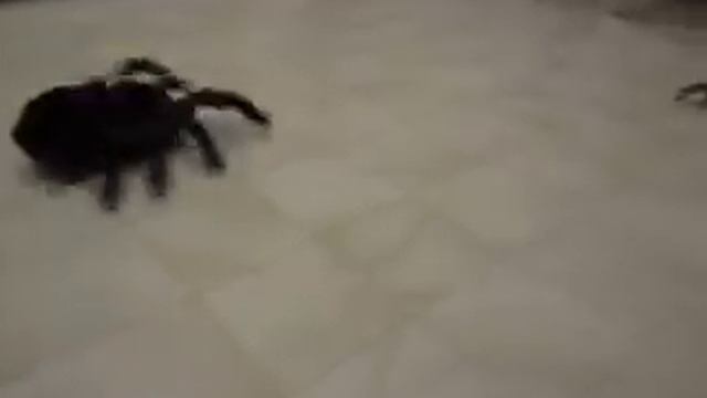 Animal Planet RC Tarantula