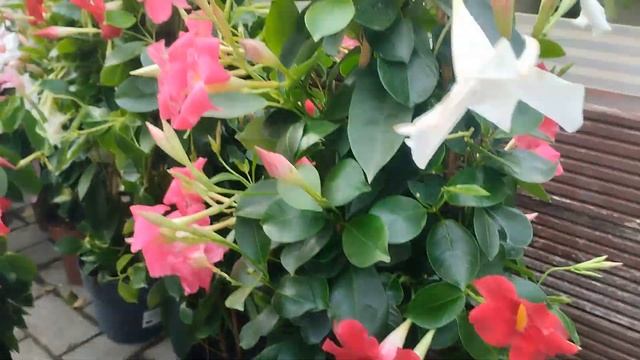 Дипладении в Германии, цены, ассортимент, выставки и много интересного. смотреть онлайн