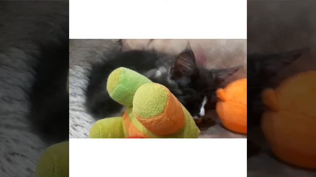 Мейн кун.Не мешайте котенку спать😻🤫 смотреть онлайн