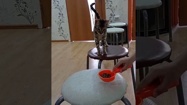Вы спрашиваете, как бенгальские кошки относятся к детям хорошо, я вам могу показа. смотреть онлайн