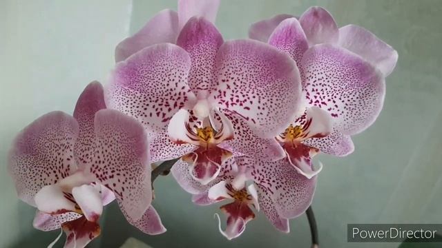 Мини-обзор одной орхидеи/ Фаленопсис Джиллиан (Phalaenopsis Jillion) / 28 апреля 2021г. смотреть онлайн